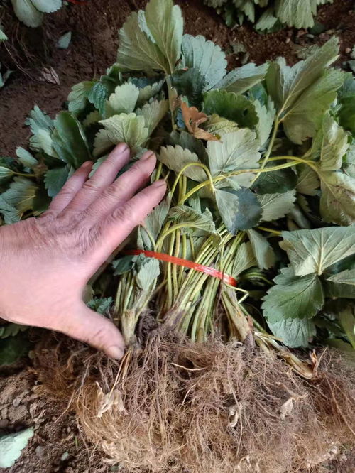 【小白草莓草莓苗适合大棚种植,新星1号草莓草莓苗繁育基地】- 