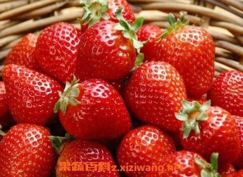 果蔬:牛奶草莓是转基因吗 牛奶草莓的种植方法-小虾米