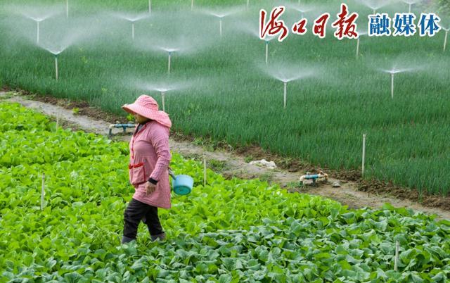 位于琼山区石塔村常年蔬菜生产基地里,种植户陈杏荣正在进行新一轮