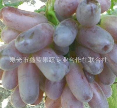 【葡萄木 A09 品种纯正 现场讲解种植专利技术 欢迎参观考察】 -